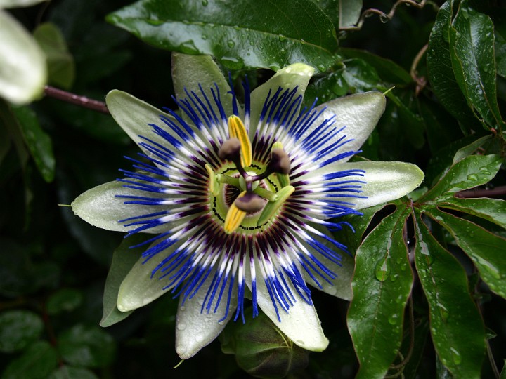 Hardy Blue Passion Flower Hardy Blue Passion Flower